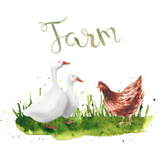 Watercolor hand drawn goose. Farm illustaration