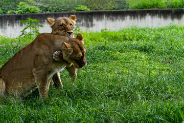 Panthera leo, two lionesses playing in the grass, while biting and hugging each other with their claws, zoo, mexico