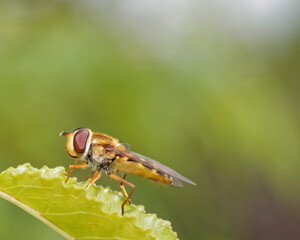 Close-up of a hoverfly on a leaf. A common plant pollinator.