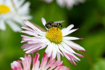 Natural background with blossoming daisies bellis perennis . Soft focus