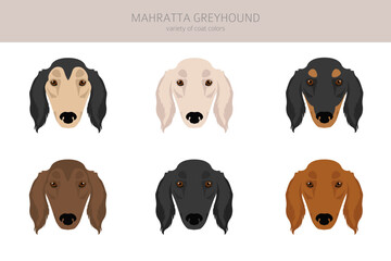 Mahratta greyhound clipart. All coat colors set.  All dog breeds characteristics infographic