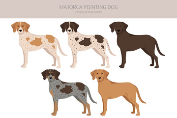 Majorca Pointing dog clipart. All coat colors set.  All dog breeds characteristics infographic