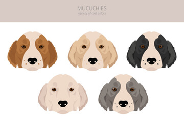 Mucuchies clipart. All coat colors set.; All dog breeds characteristics infographic