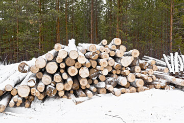 Trestle from harvested wood in the forest