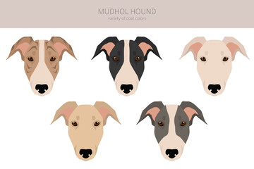 Mudhol hound clipart. All coat colors set.; All dog breeds characteristics infographic