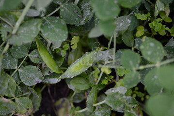 green young peas, pea leaves, white flowers of the legume family, after rain close-up on the background of black earth, Ukrainian land, autumn harvest, green pea mustache, organic, microgreen