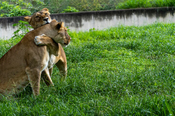 Panthera leo, two lionesses playing in the grass, while biting and hugging each other with their claws, zoo, mexico