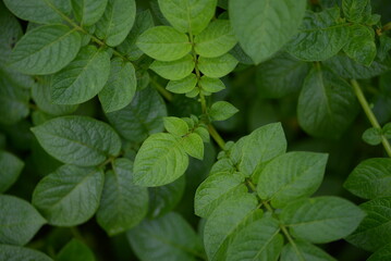 potato bushes, green young leaves potato close-up, leaf veins, stems of a nightshade plant, against the background of black soil, background, organic vegetable garden	bush of potato leaves close-up, 
