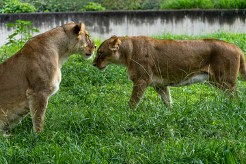Panthera leo, two lionesses playing in the grass, while biting and hugging each other with their claws, zoo, mexico