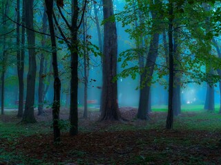 Morning forest in summer in thick fog. Dark gloomy woods, beautiful park. Atmospheric background.