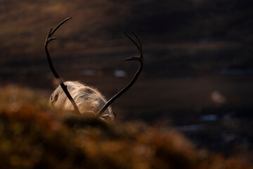 reindeer in the autumn sun. 