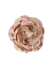 Red pink watercolor flower on the white isolated background.