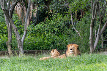 lion and lioness sitting resting on the grass, zoo mexico