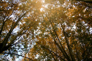 Colorful foliage in the forest