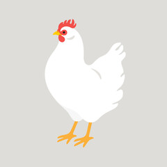 Poultry farm bird. Illustration of white Chicken isolated on white background.