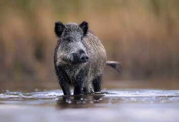 Wild boar close up ( Sus scrofa ) - obrazy, fototapety, plakaty
