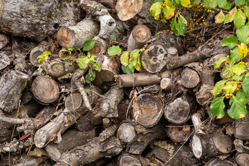 Wood from Fruit Trees stacked up for smoking food