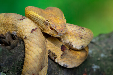 Yellow female flat nosed pit viper Craspedocephalus or Trimeresurus puniceus sleeping on a branch with bokeh background 