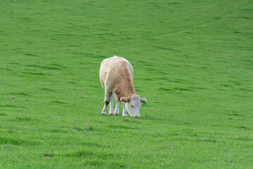 Walking cattle in green Scottish meadows, beautiful rural landscape