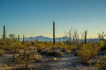 An overlooking view of Organ Pipe Cactus NM, Arizona