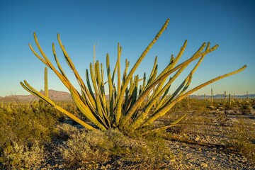 An overlooking view of Organ Pipe Cactus NM, Arizona