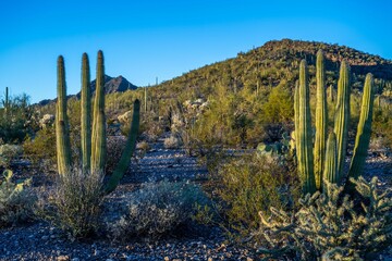 An overlooking view of Organ Pipe Cactus NM, Arizona