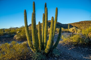 An overlooking view of Organ Pipe Cactus NM, Arizona