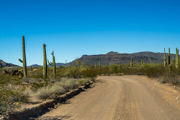 A long way down the road going to Organ Pipe Cactus NM, Arizona