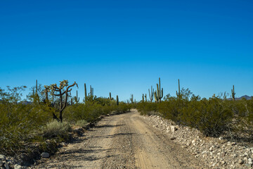 A long way down the road going to Organ Pipe Cactus NM, Arizona