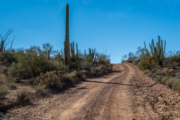 A long way down the road going to Organ Pipe Cactus NM, Arizona