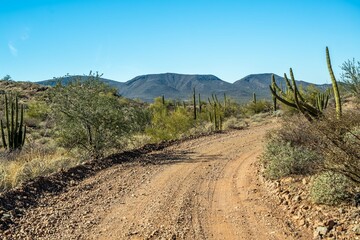 A long way down the road going to Organ Pipe Cactus NM, Arizona