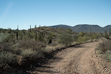 A long way down the road going to Organ Pipe Cactus NM, Arizona