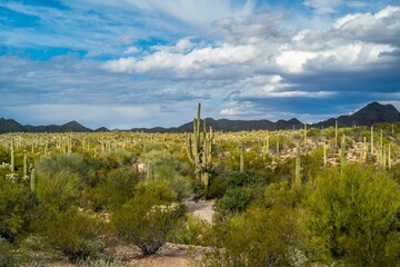 An overlooking view of Organ Pipe Cactus NM, Arizona