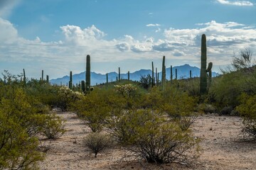 An overlooking view of Organ Pipe Cactus NM, Arizona