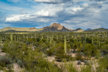 An overlooking view of Organ Pipe Cactus NM, Arizona
