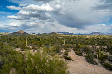 An overlooking view of Organ Pipe Cactus NM, Arizona