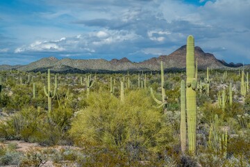 An overlooking view of Organ Pipe Cactus NM, Arizona