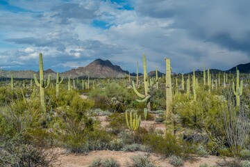 An overlooking view of Organ Pipe Cactus NM, Arizona