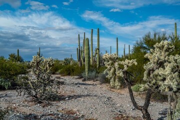 An overlooking view of Organ Pipe Cactus NM, Arizona
