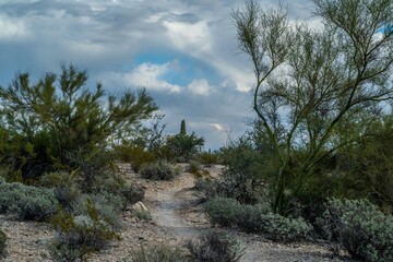An overlooking view of Organ Pipe Cactus NM, Arizona
