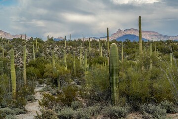 An overlooking view of Organ Pipe Cactus NM, Arizona
