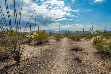 An overlooking view of Organ Pipe Cactus NM, Arizona