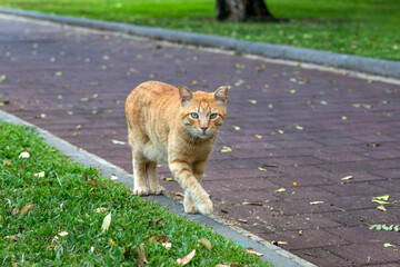 Ginger shorthaired street cat on the prowl walking along the path of the park.