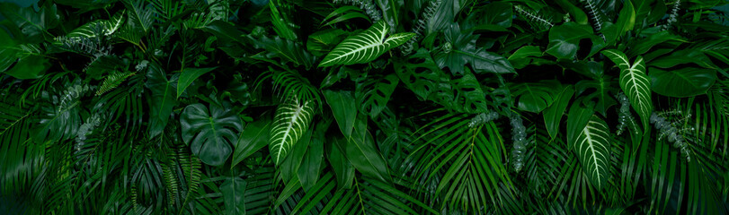 Naklejka na ściany i meble Group background of dark green tropical leaves ( monstera, palm, coconut leaf, fern, palm leaf,bananaleaf) Panorama background. concept of nature