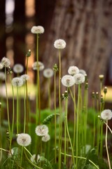 Dandelions on a meadow
