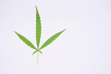 cannabis leaf isolated on white