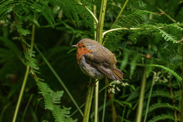 robin on the grass