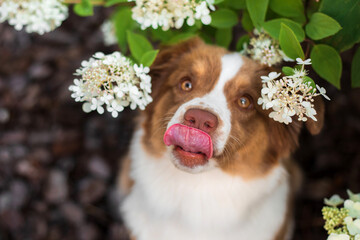 Miniature American Shepherd dog portrait. Cute dog in summer