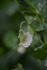 raindrops on a pea leaf, rain, outdoors, leaf, drop, after rain, water, water drop, water reflection, climate, flower petals, brace, drizzle rain, weather, white rose, butterfly peas, light reflection