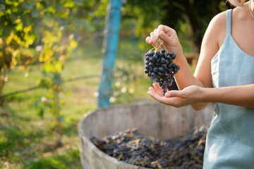 Autumn harvest in the vineyards. Girl holding a bunch of fresh blue grapes. Front view.